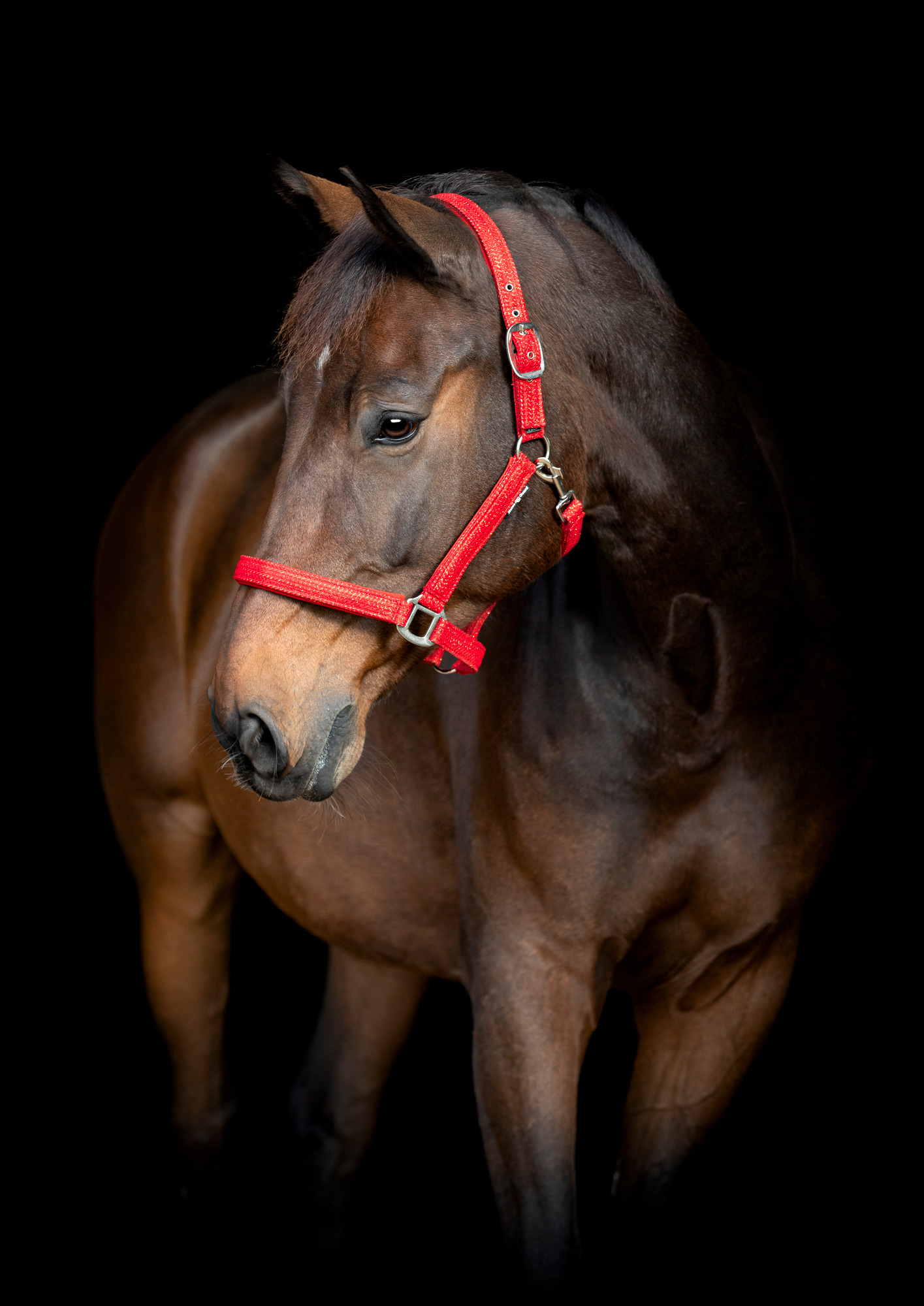 HorseGuard FW26 Halfter Jewel