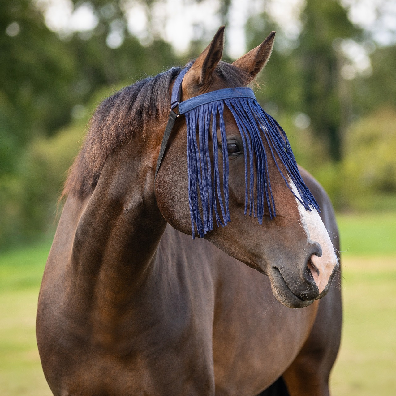 QHP Fly Browband Extra Classic