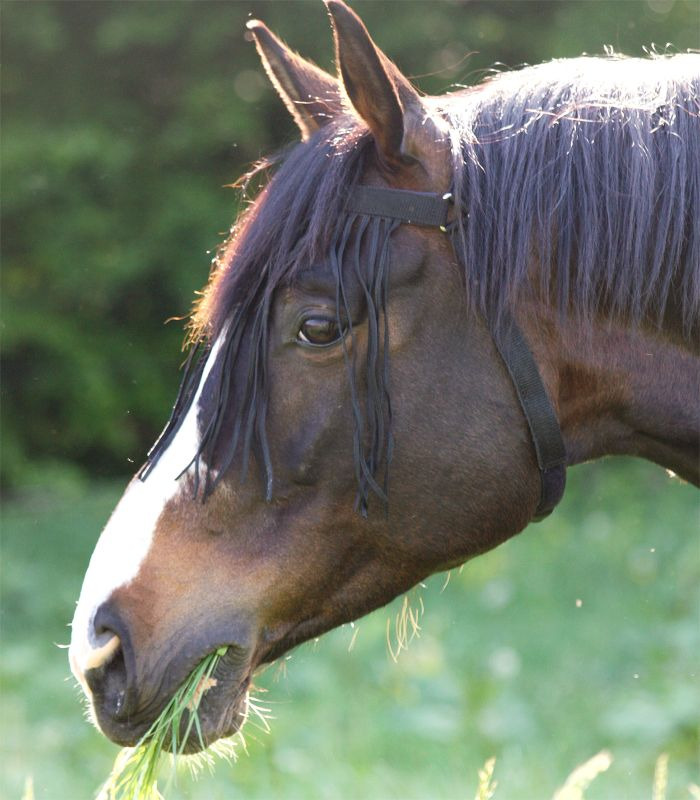 Waldhausen Fly browband with headpiece