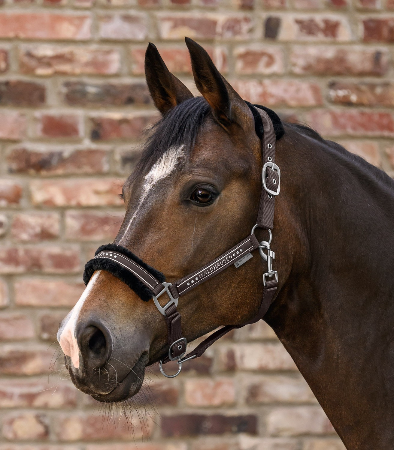 Waldhausen FW26 Elegant Halter