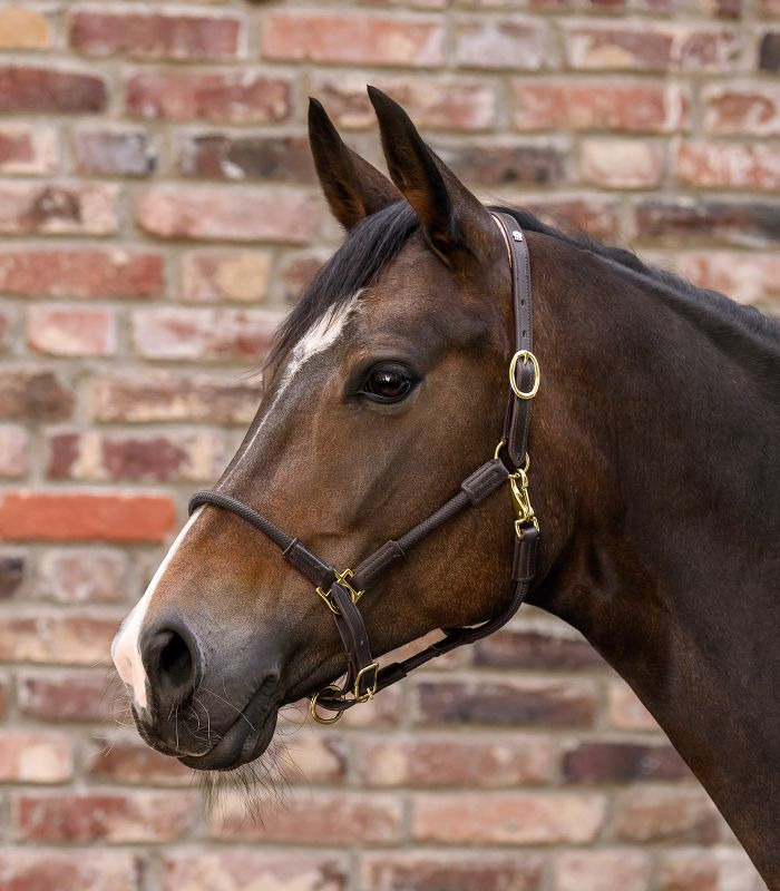 Waldhausen Leather Halter X-Line Nevada