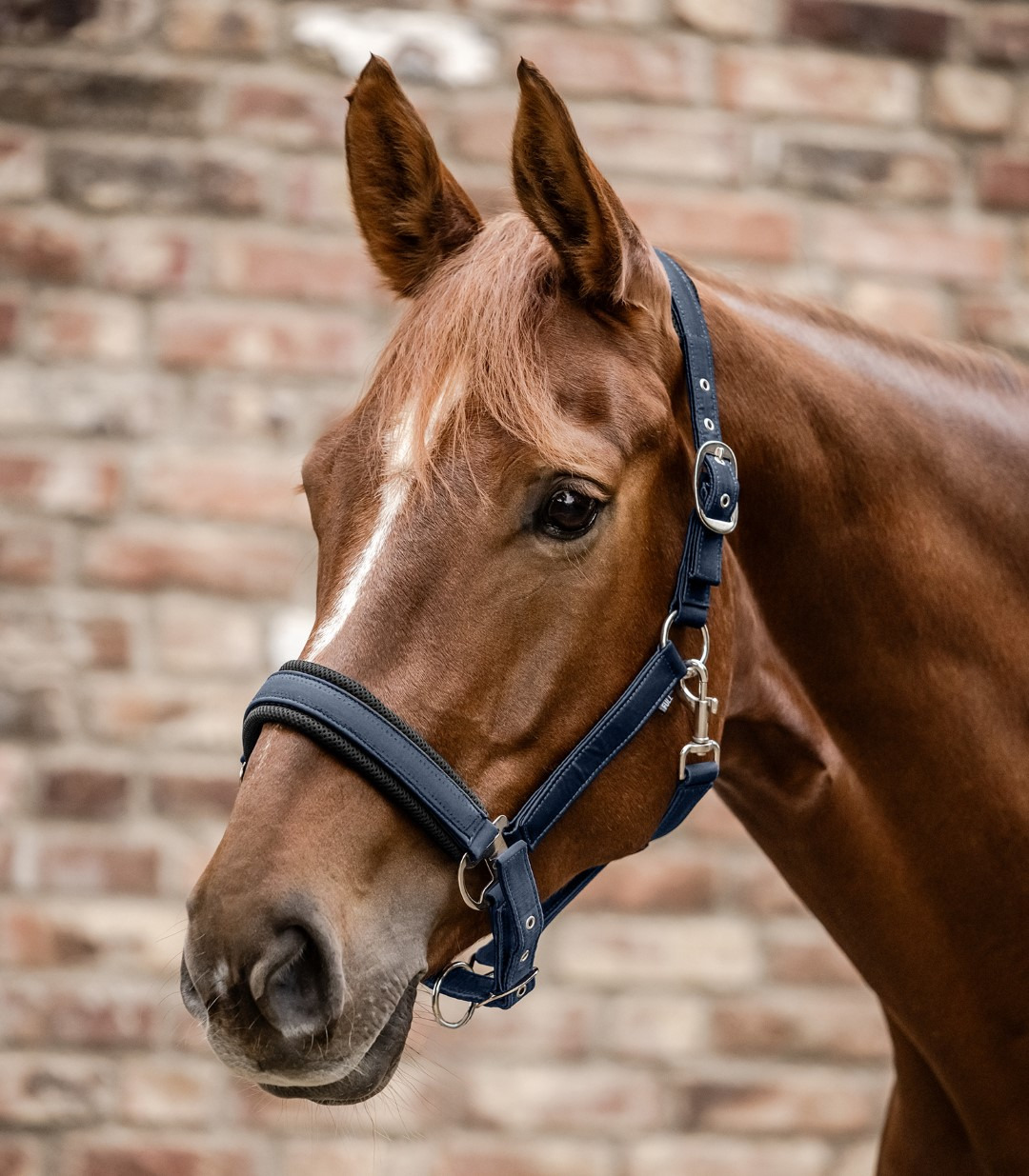 Waldhausen Breath Halter