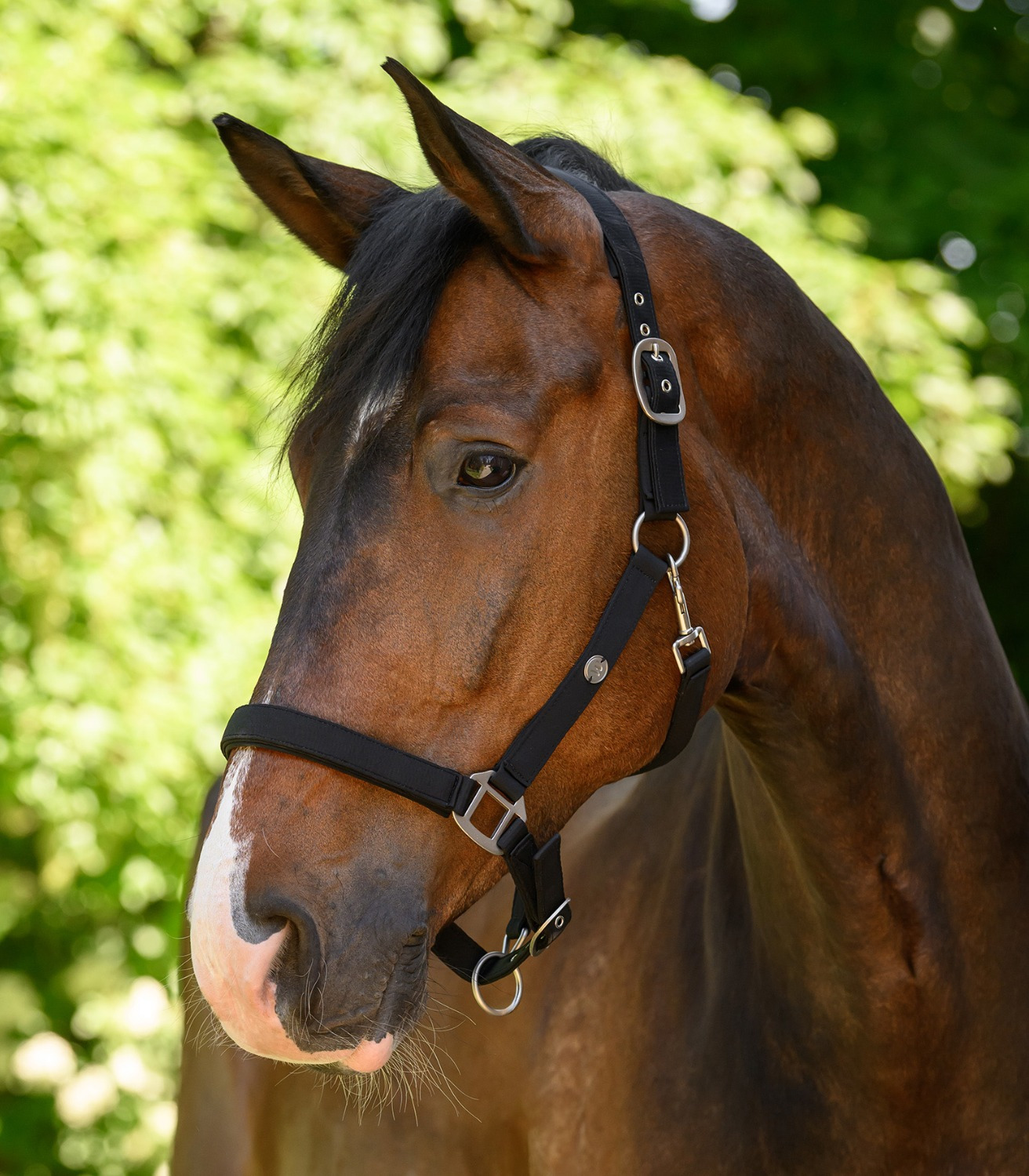 Waldhausen Halter Trinidad