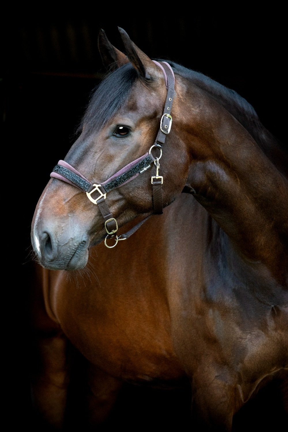 HorseGuard SS26 Angel Halfter