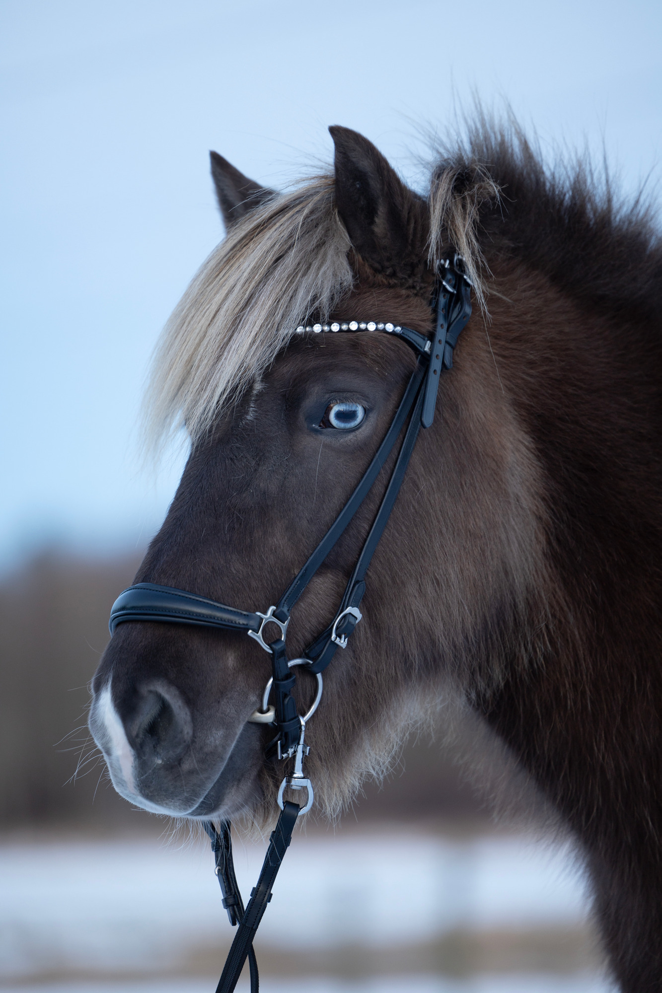 HorseGuard FW26 Trense für Isländer Norfolk