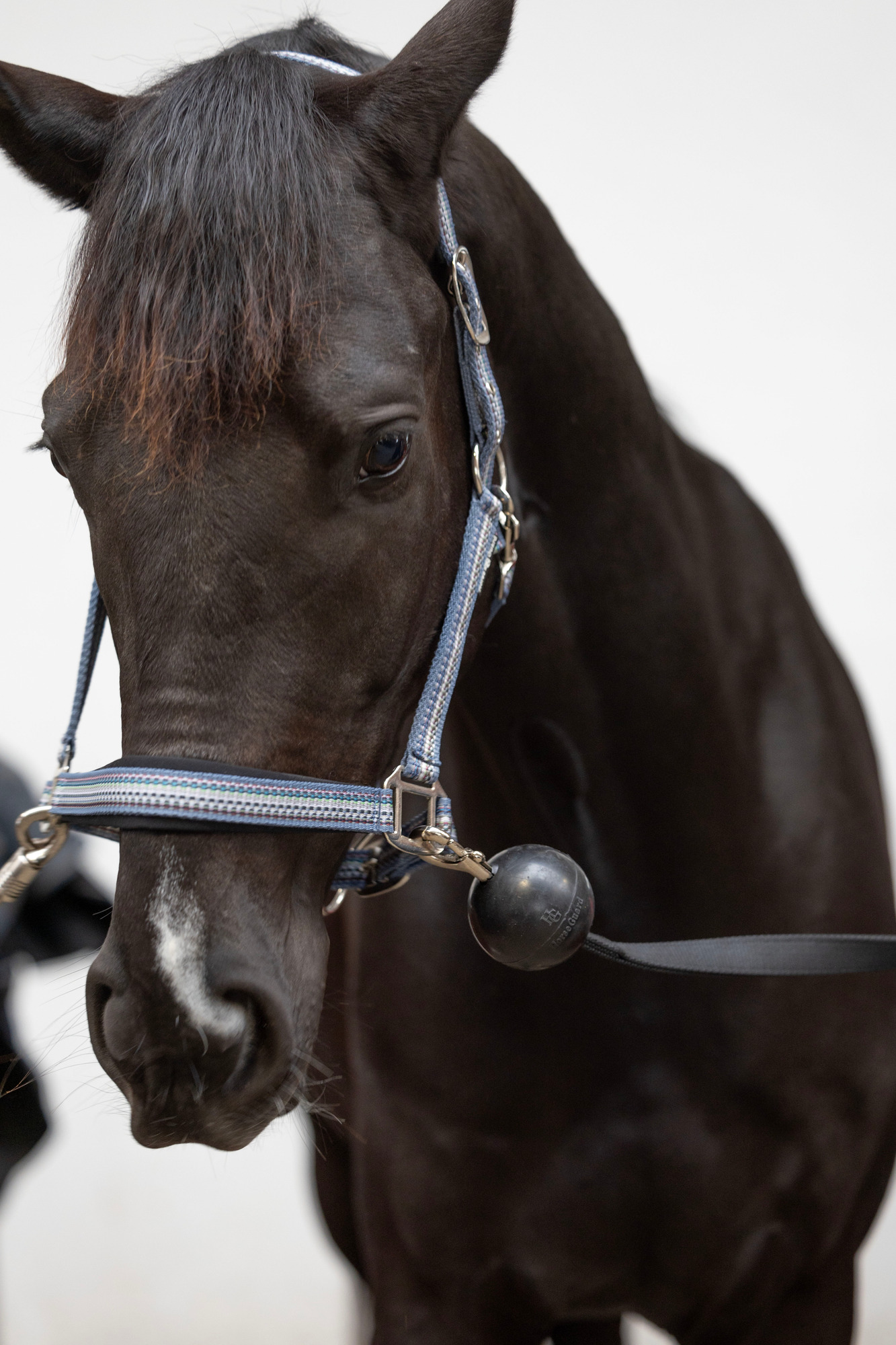 HorseGuard FW26 Anbindestrick mit Gummiball