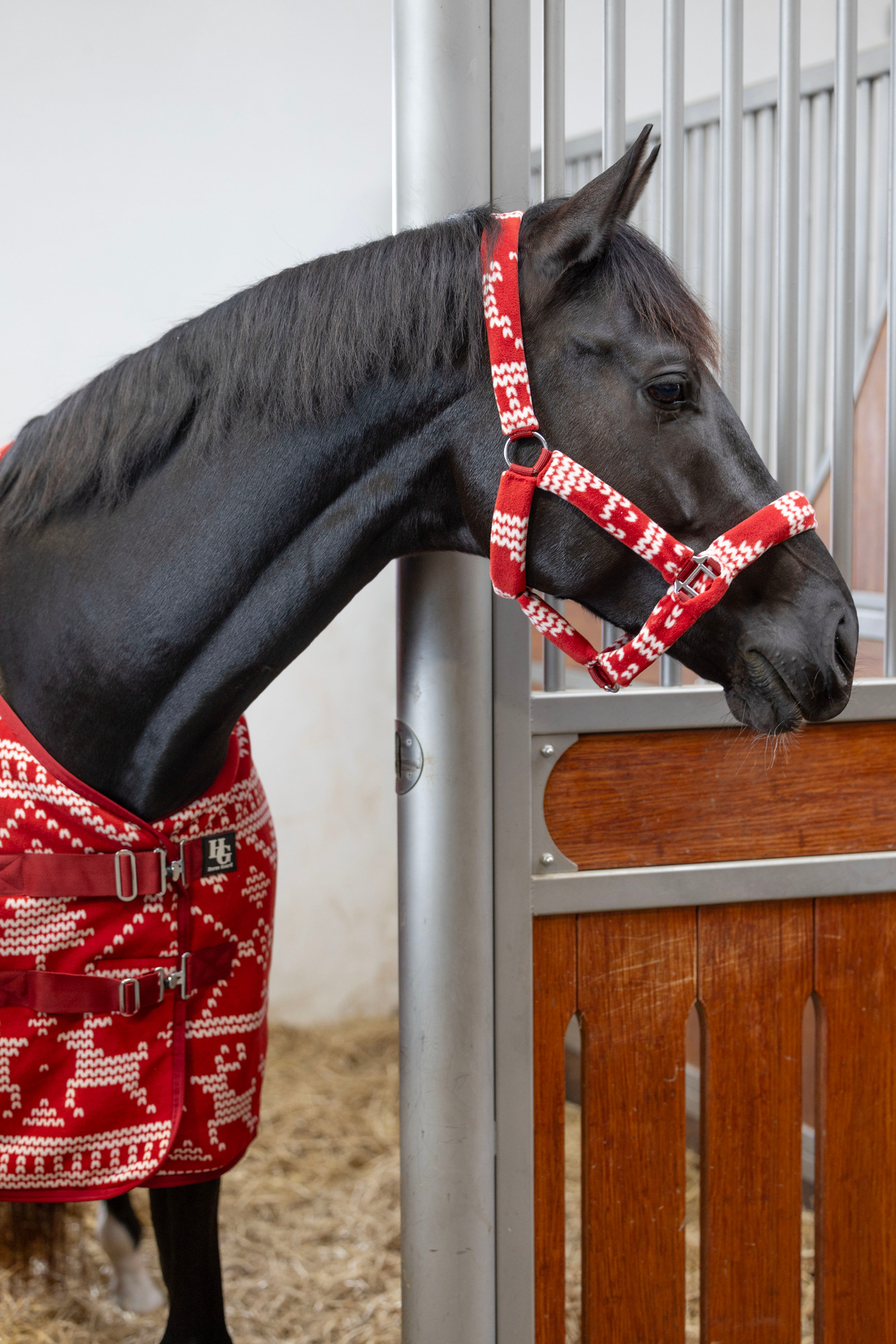 HorseGuard FW26 Weihnachts-Halfter