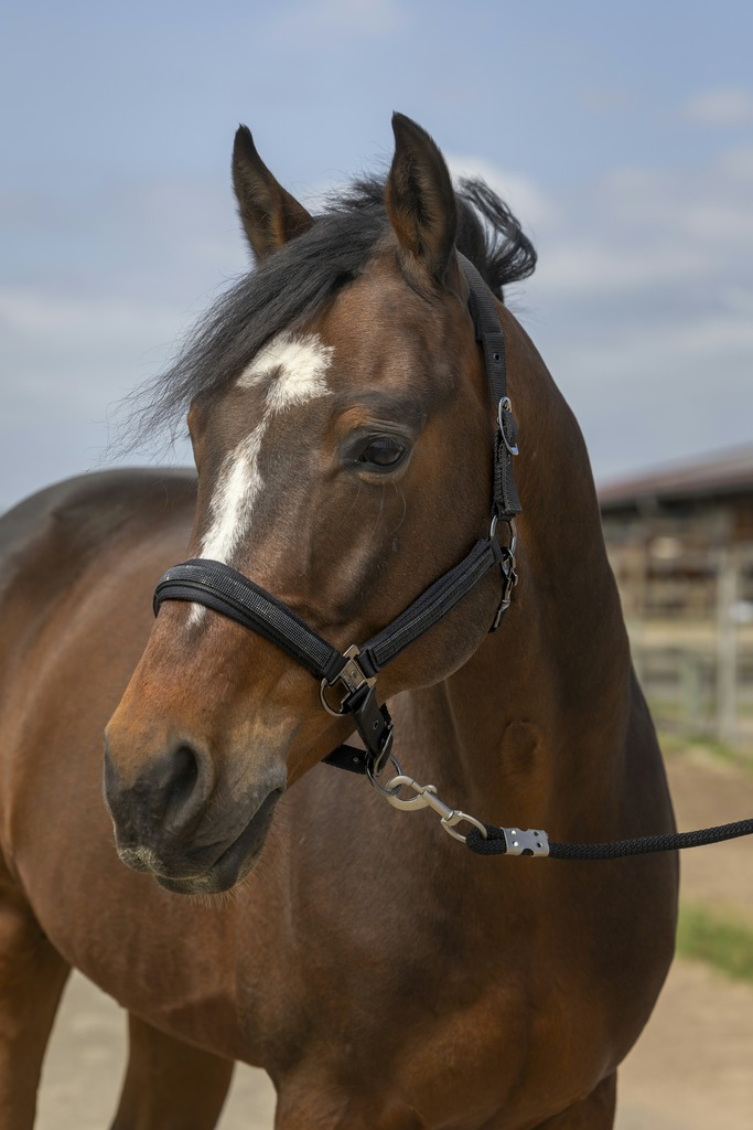 Equithème Nylon Strass Halster