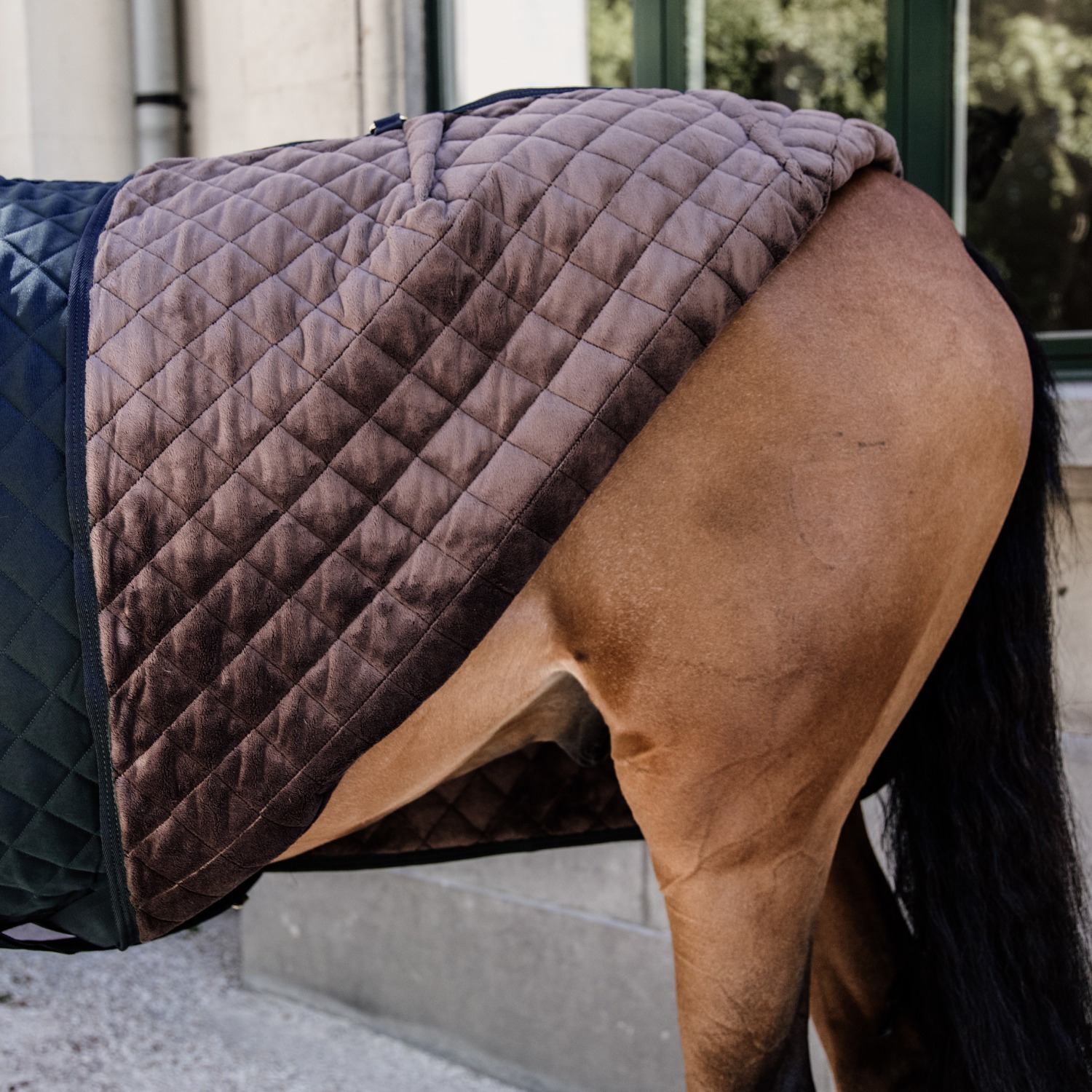 Kentucky Show rug 160g