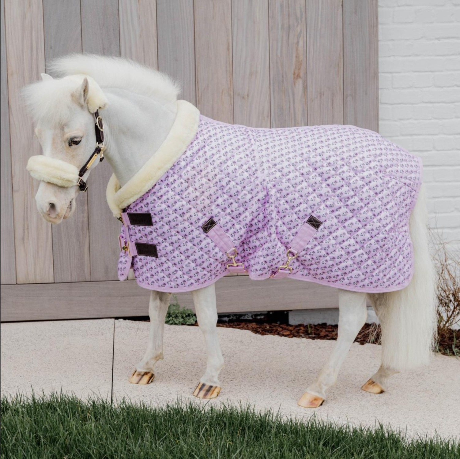 Kentucky Sammy Collection Show Rug