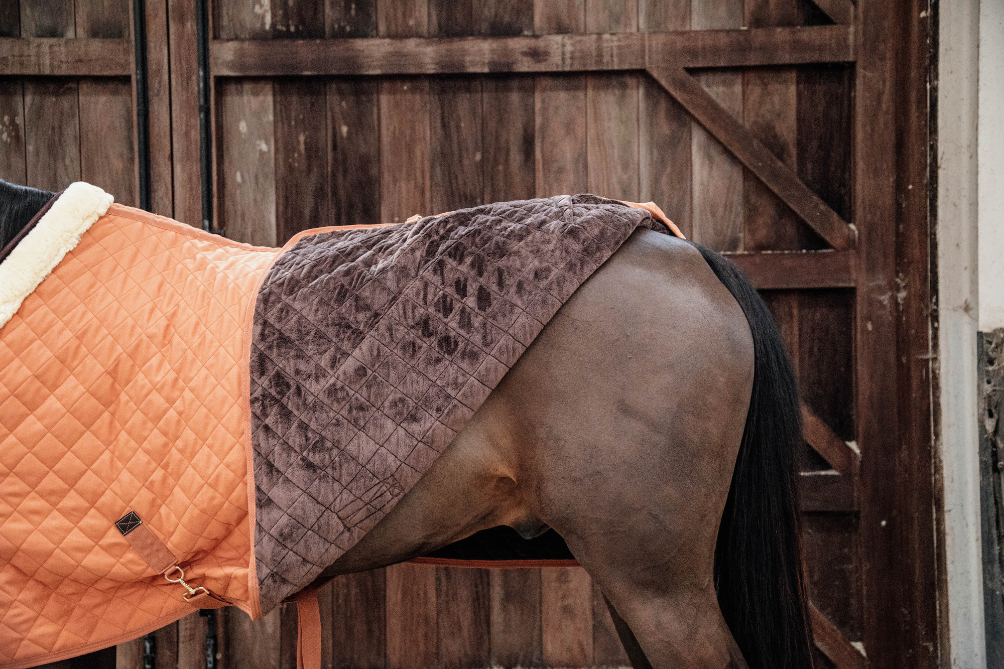 Kentucky Show Rug 160g Autumn Orange