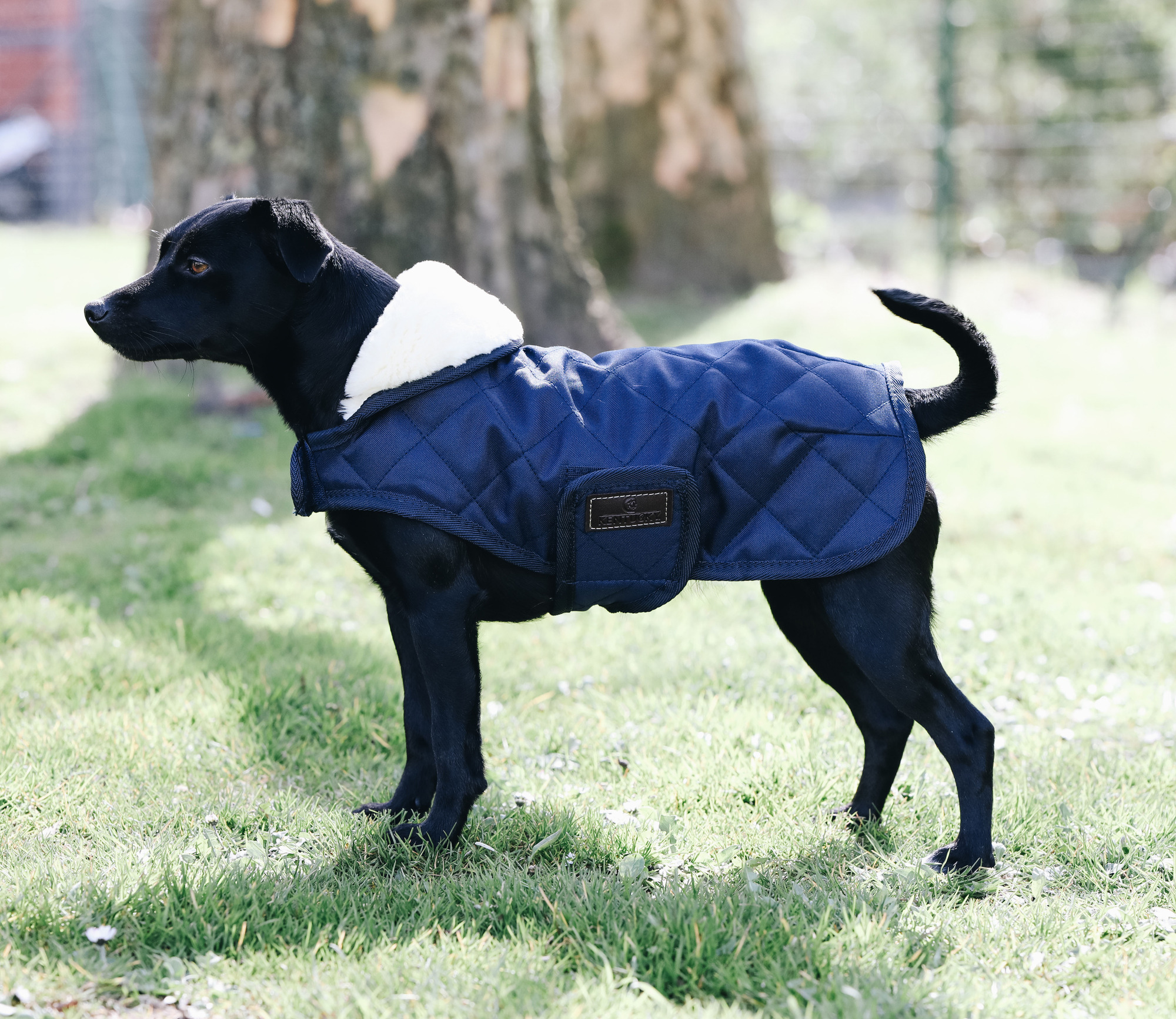 Kentucky Dog Coat