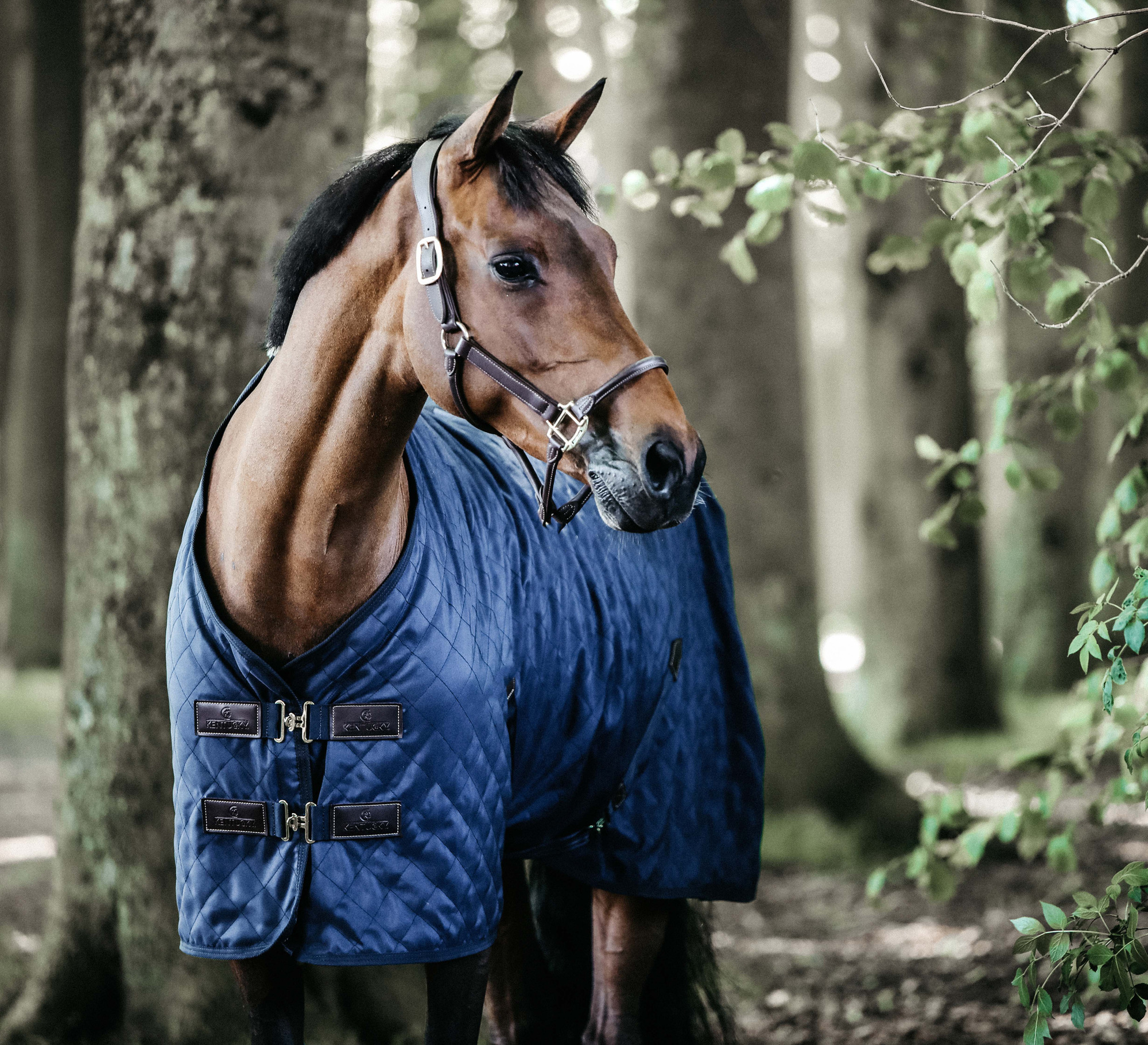Kentucky Stable Rug Navy 0g