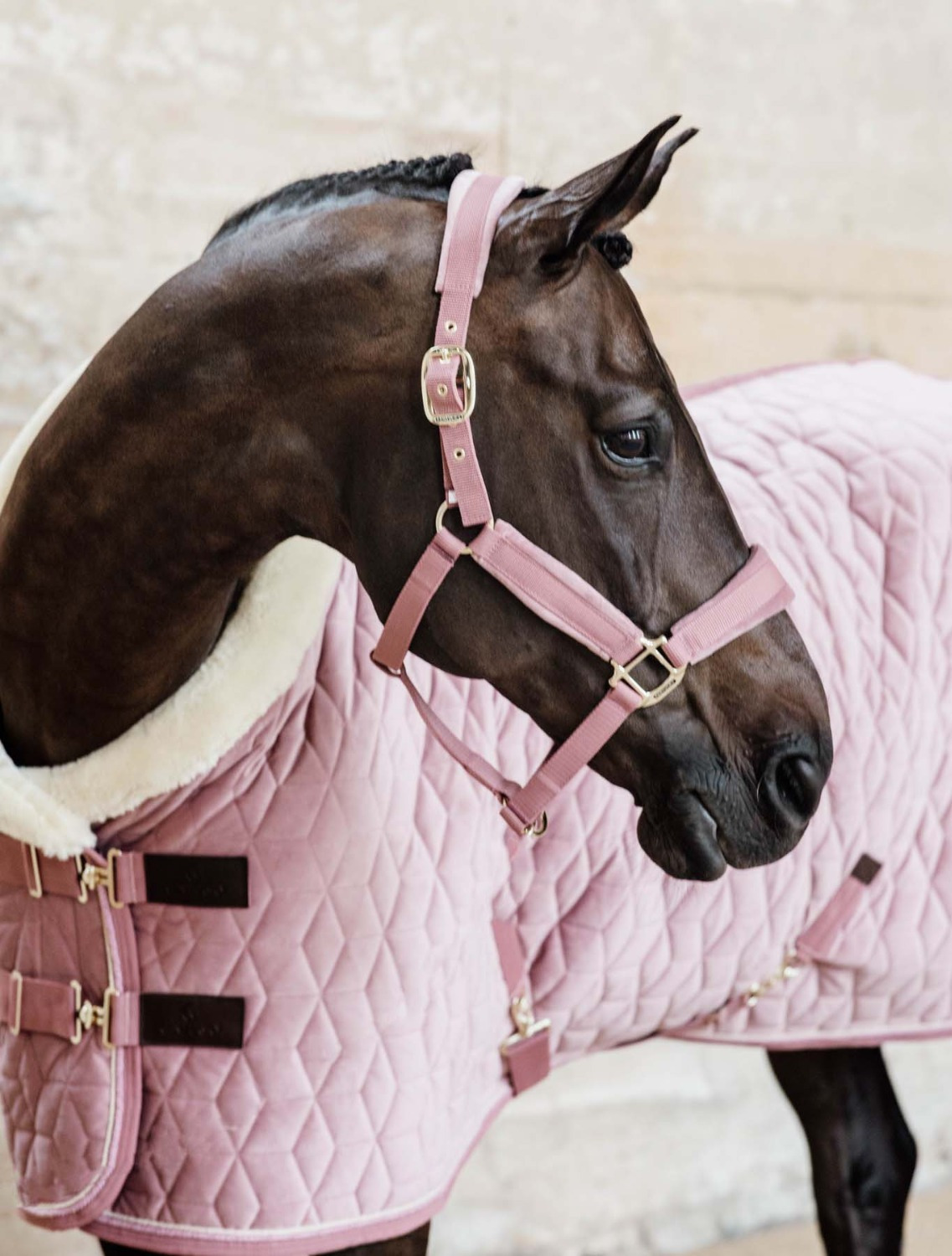 Kentucky Velvet Halter