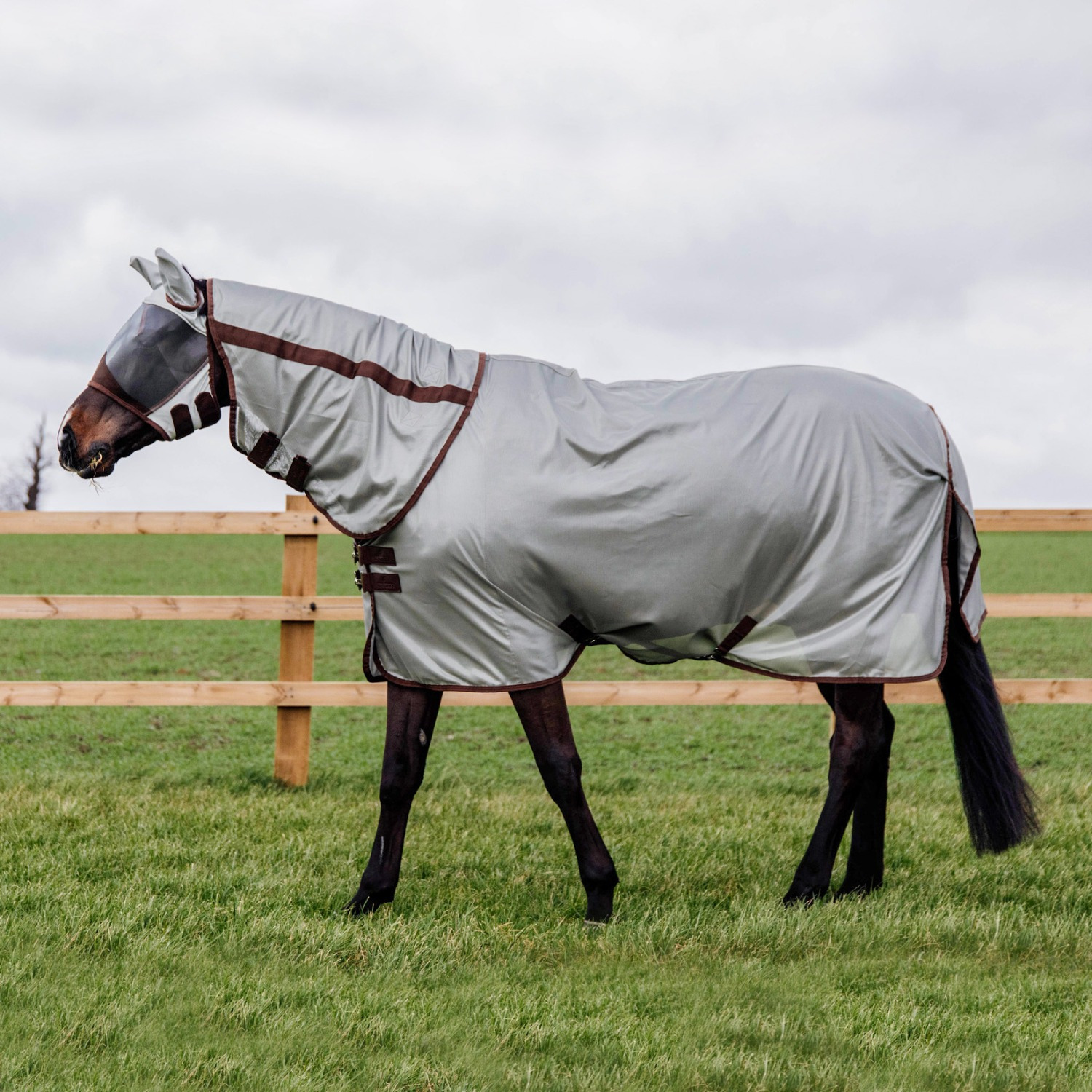 Kentucky Fliegendecke Classic