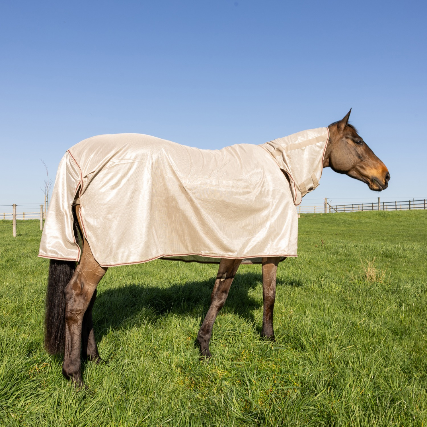 Kentucky Fliegendecke Comfort Classic mit Hals & Bauchschutz