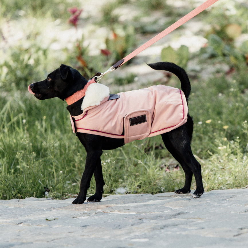 Kentucky Dog Coat Waterproof Coral 160g