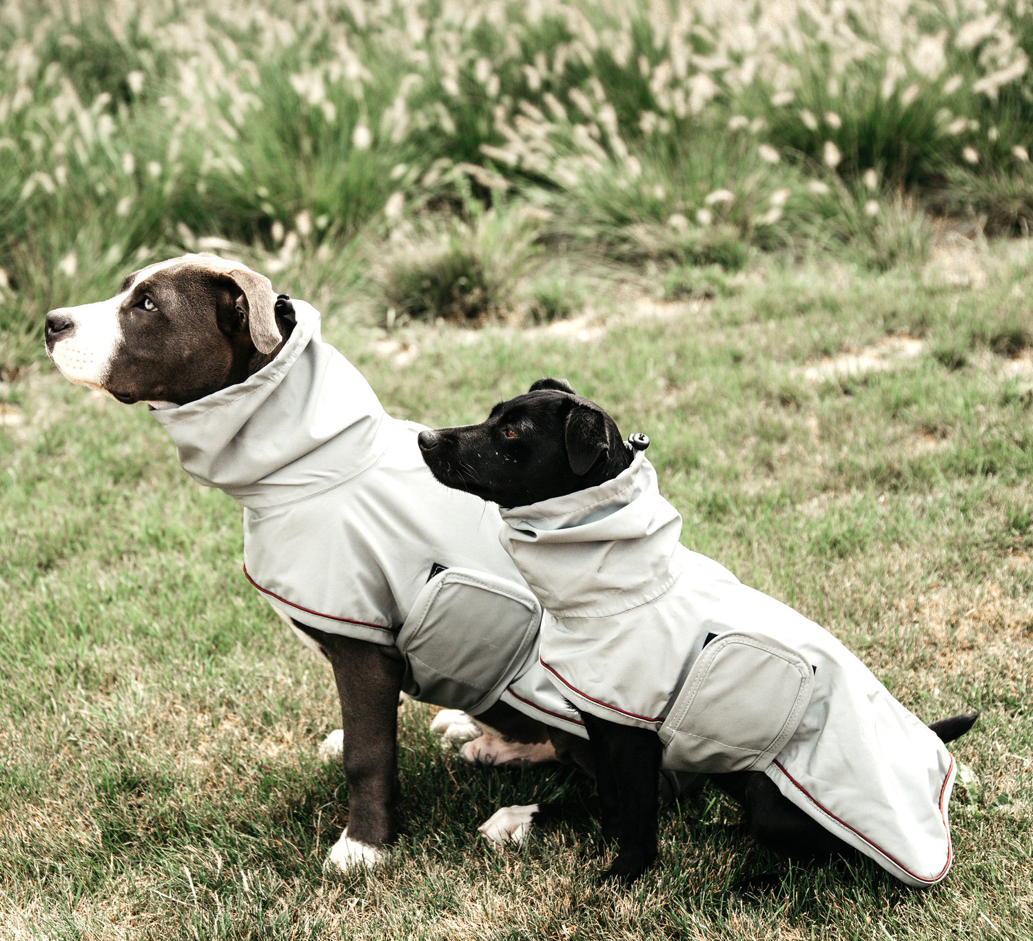 Kentucky Dog Raincoat