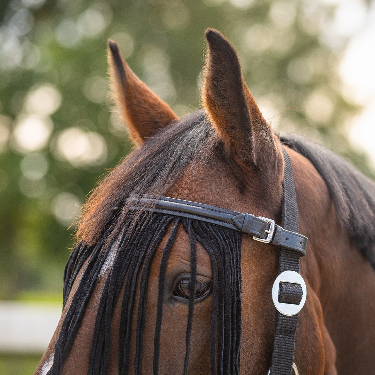 QHP Fly browband leather
