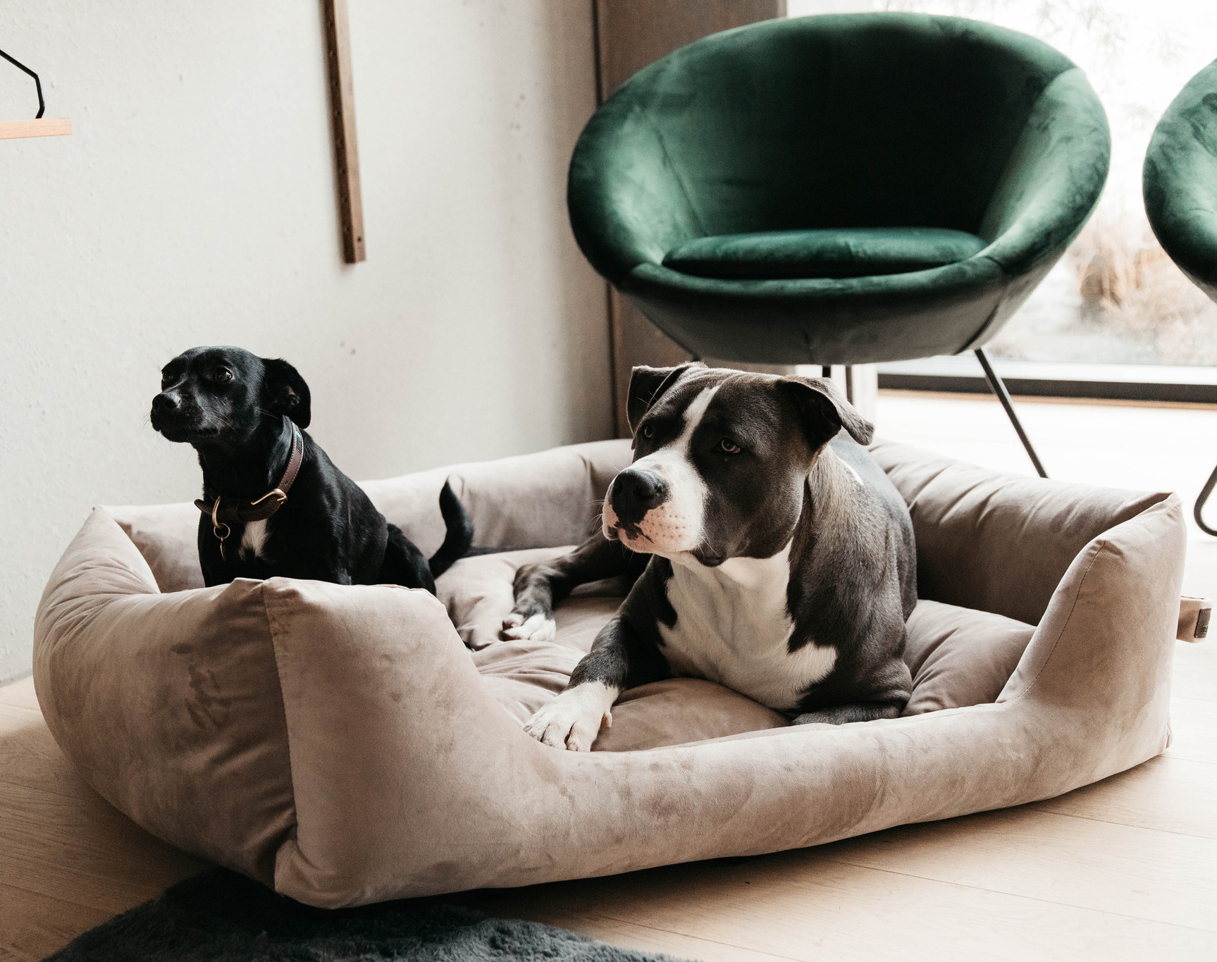 Kentucky Hundekorb Velvet