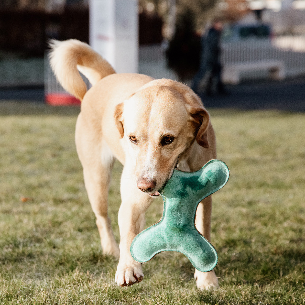 Kentucky Hundespielzeug Pastel Knochen