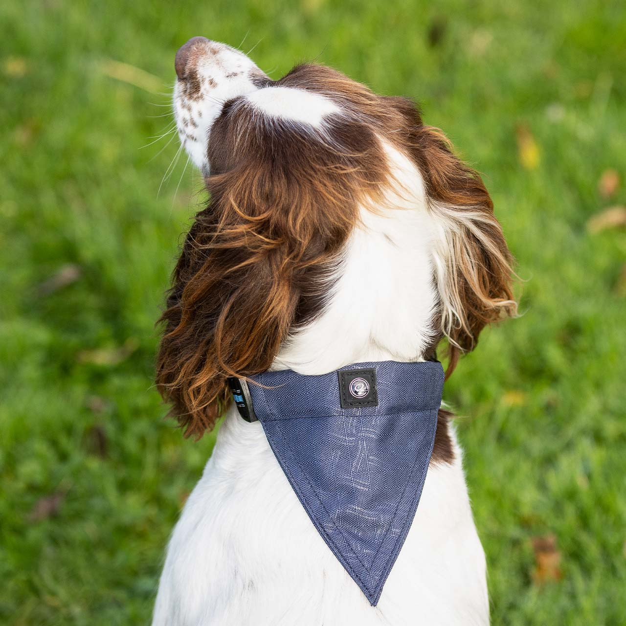 QHP FW'24 Hondenhalsband met bandana
