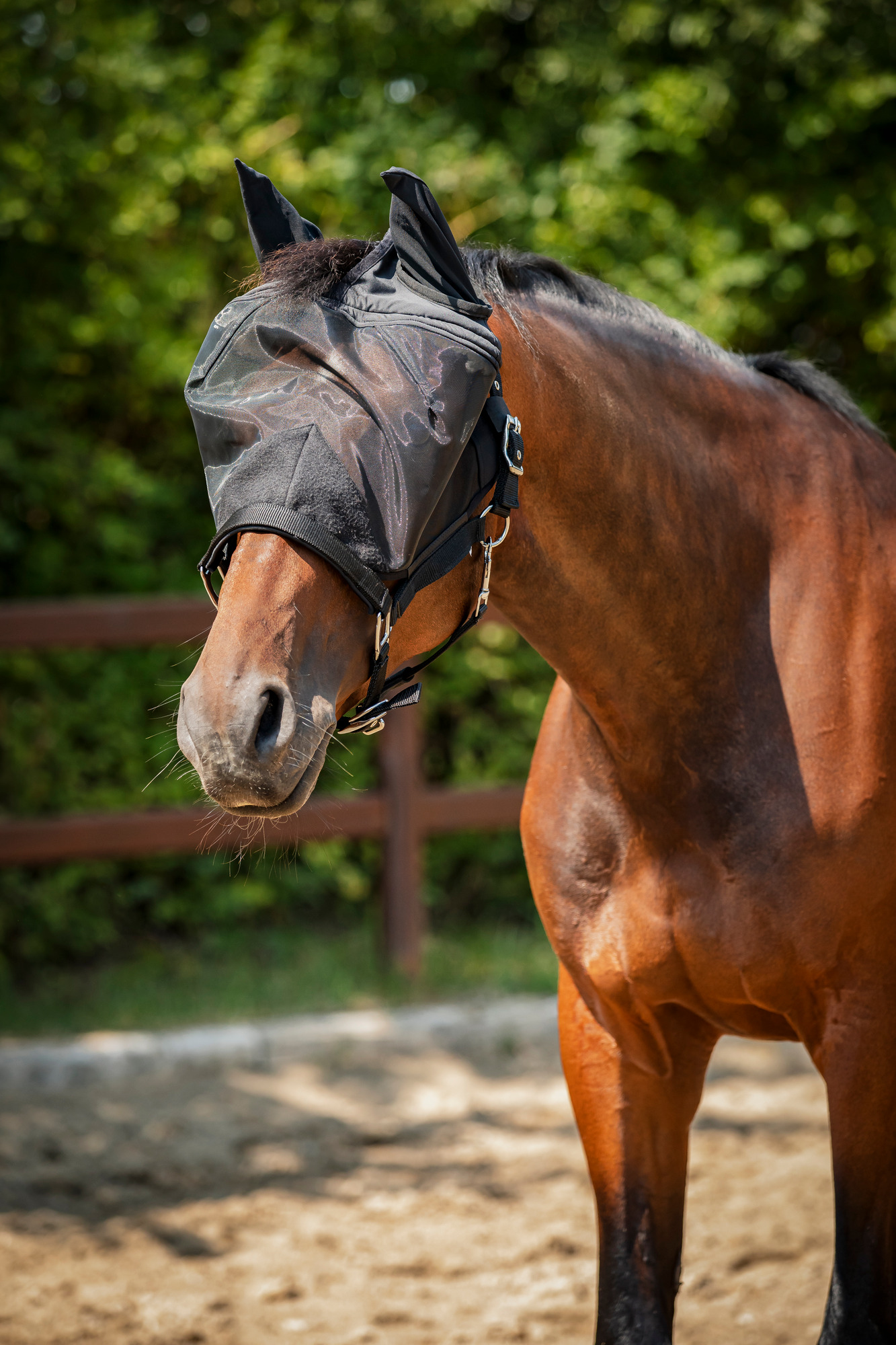 HorseGuard SS26 Fliegenhalfter aus Mesh