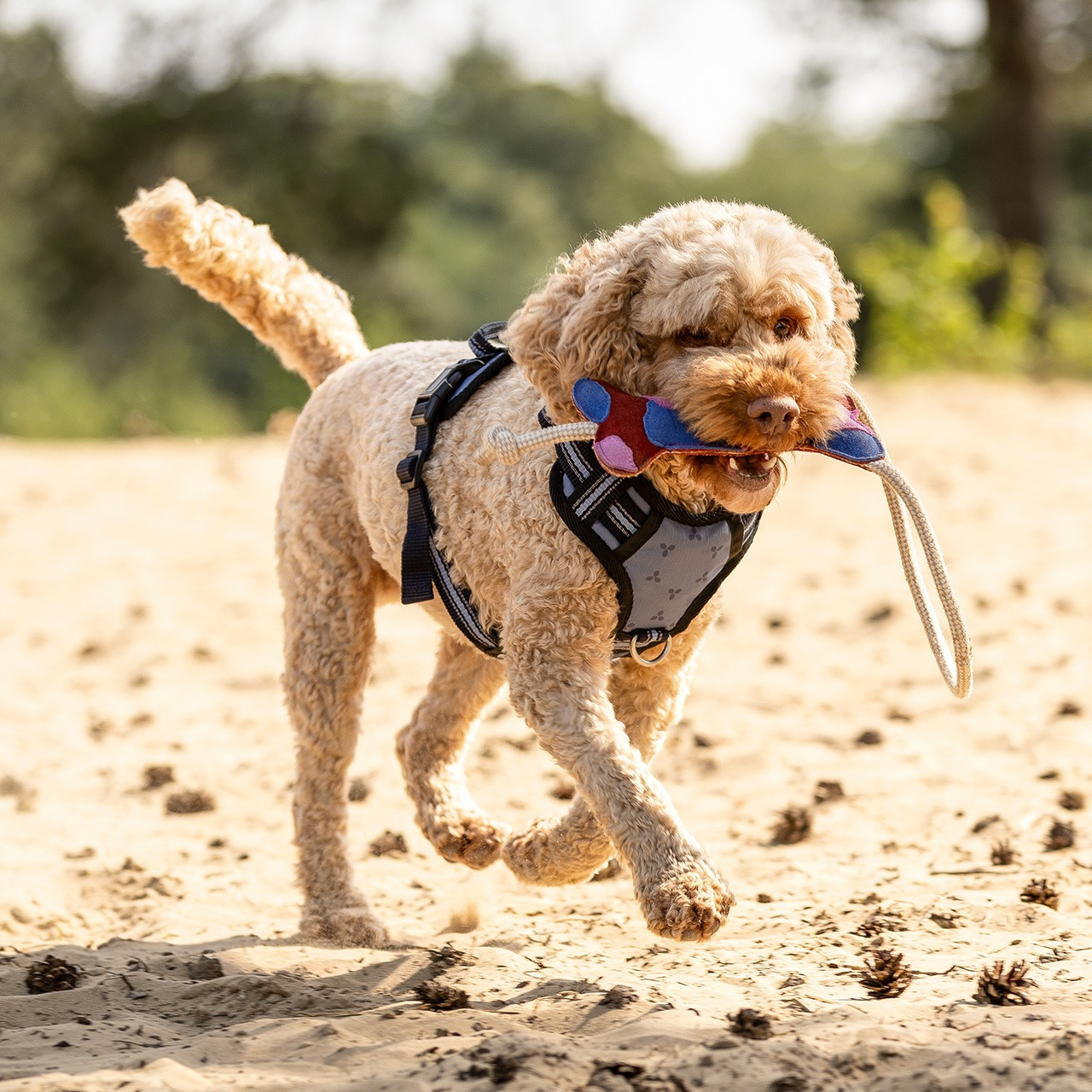 QHP SS26 Dog Toy collection