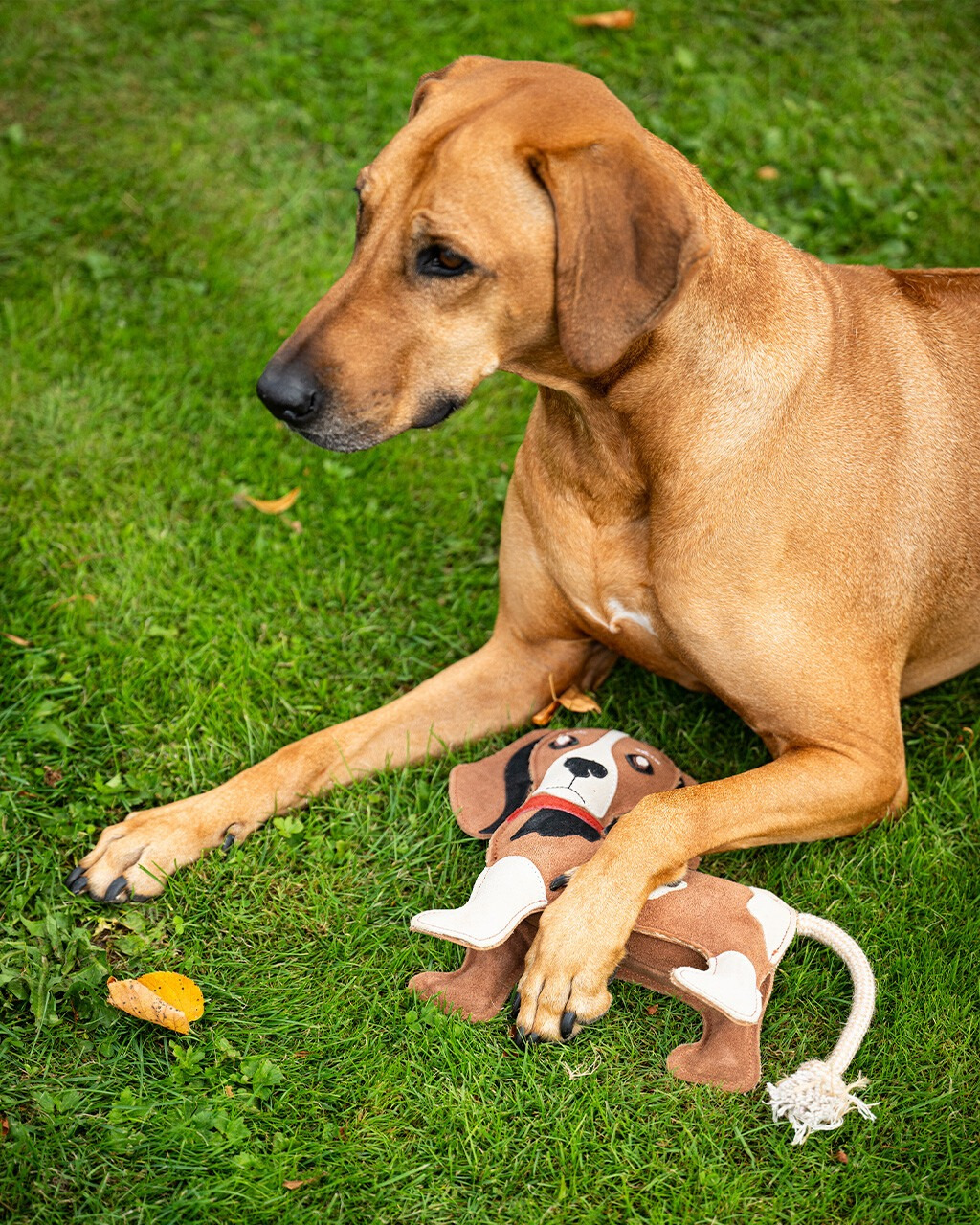QHP Hondenspeelgoed Stable buddy