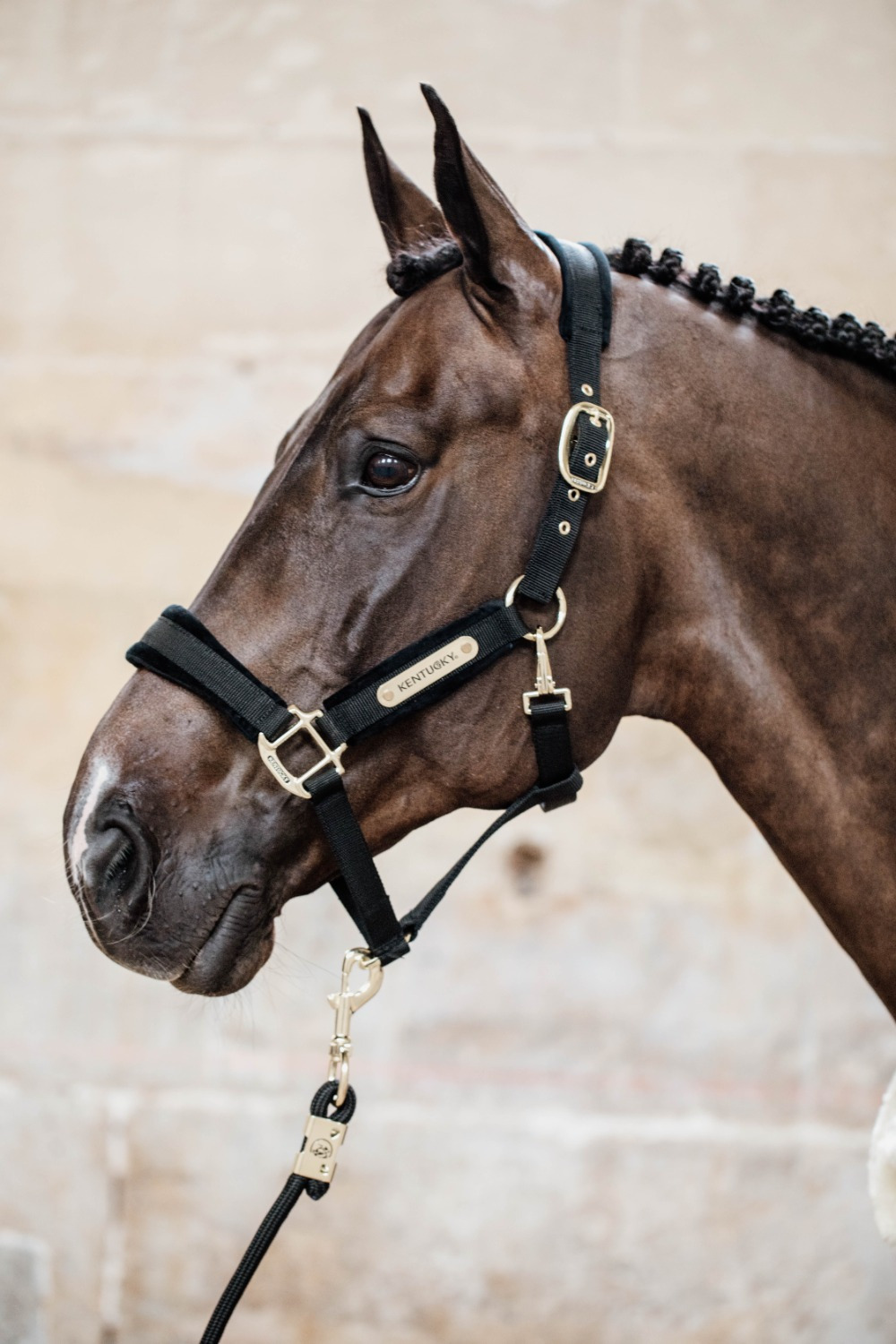 Kentucky Velvet Halfter