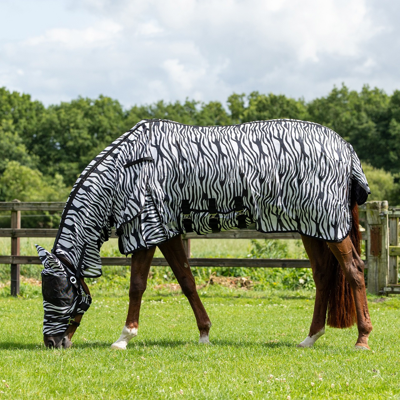 QHP Fly Sheet with Neck and Fly Mask
