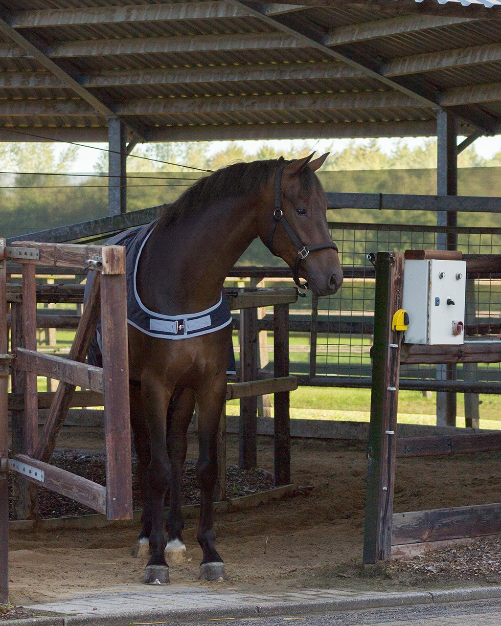 QHP Walker Rug Waterproof 200g