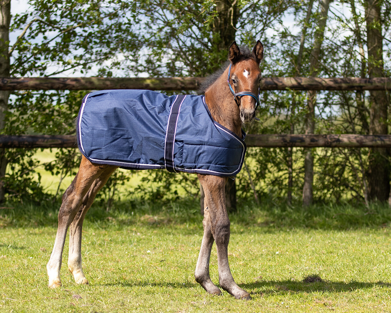 QHP Foal Turnout Rug 100g