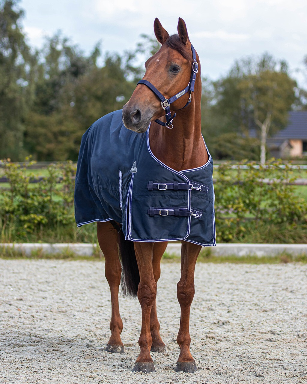 QHP Luxury Turnout Rain Rug 300g