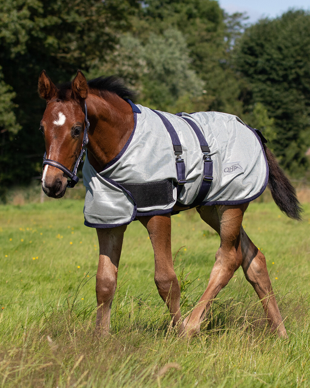 QHP Foal Fly Rug