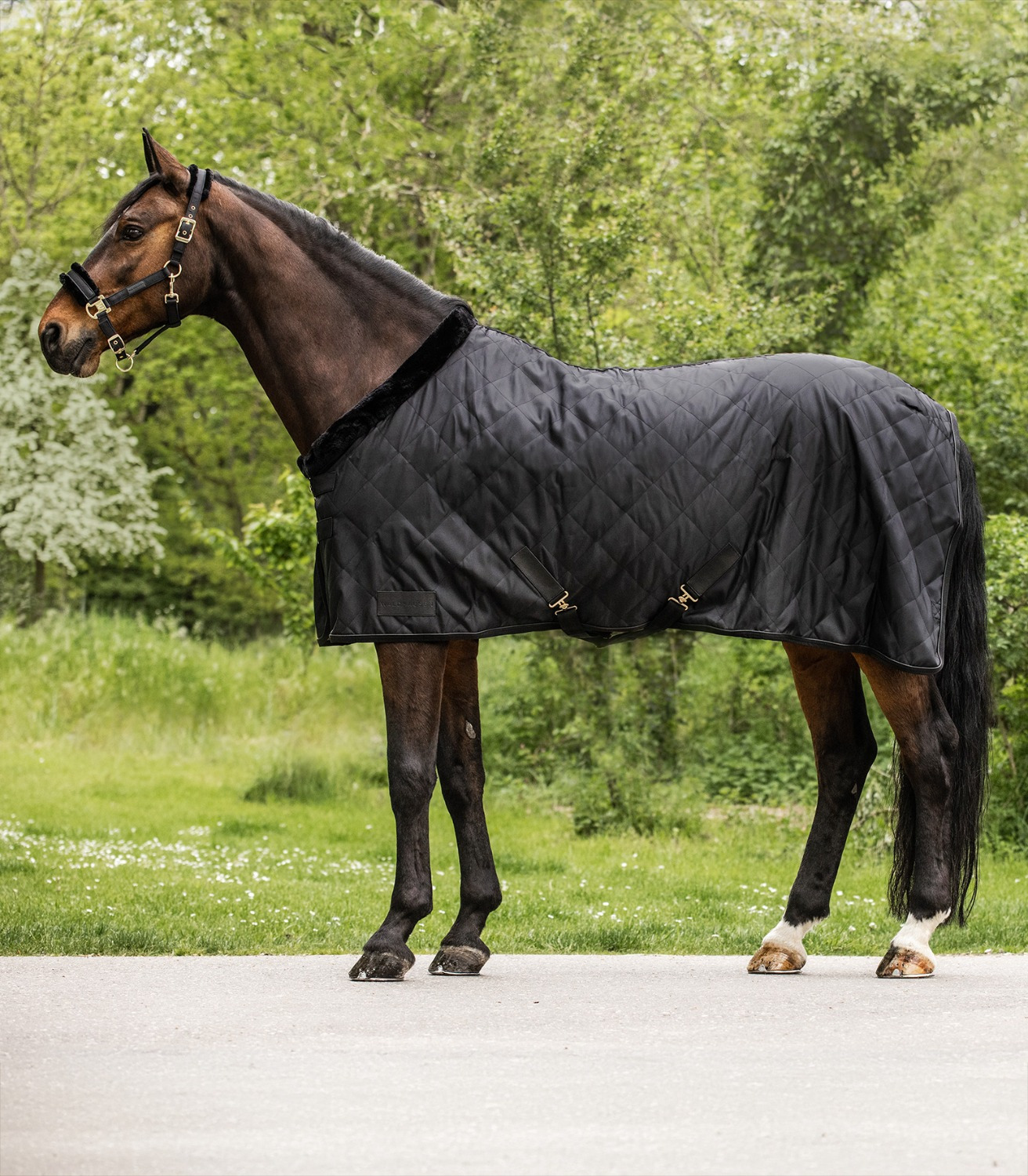 Waldhausen Showrug Exclusive