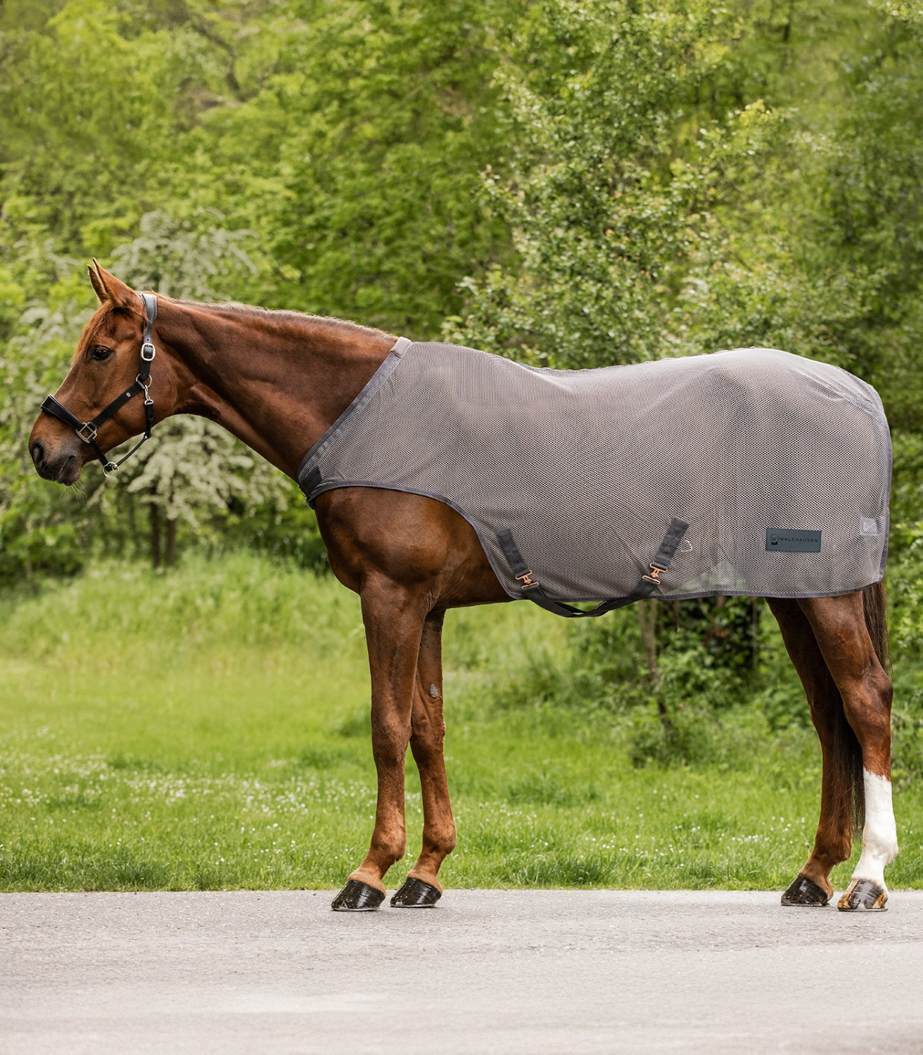 Waldhausen Fly-Horsewalker Rug 