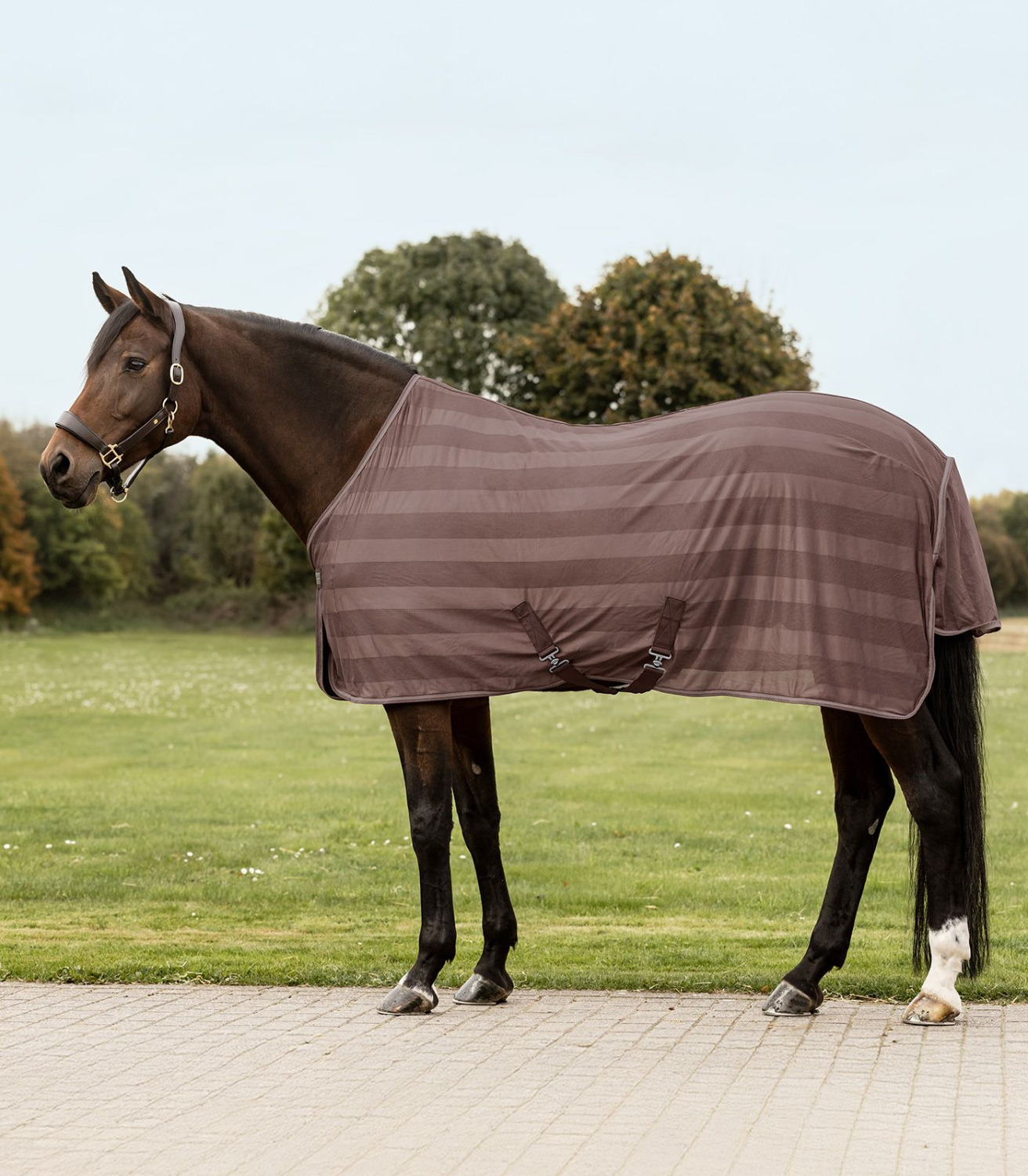 Waldhausen Economic Fly Rug