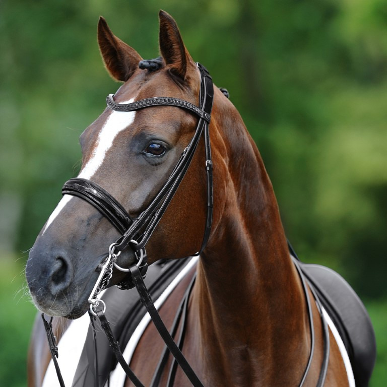 Passier Hubertus Schmidt Kandarenzaum Black Luxury Edition