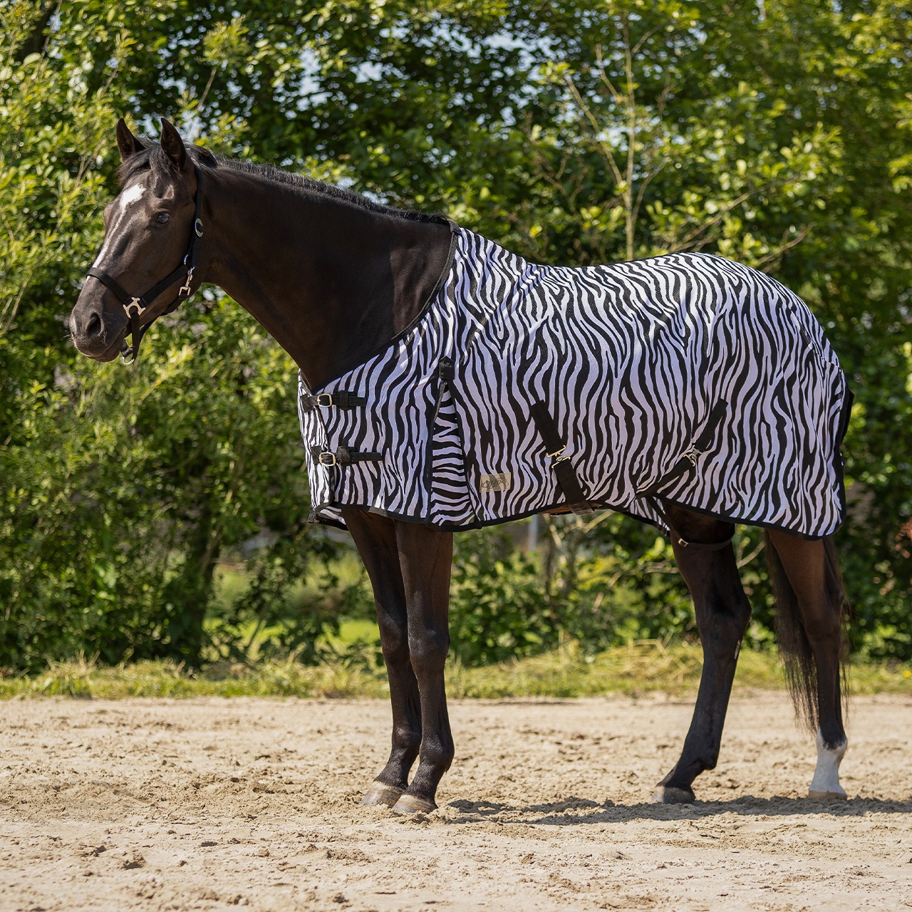 QHP Fly Sheet