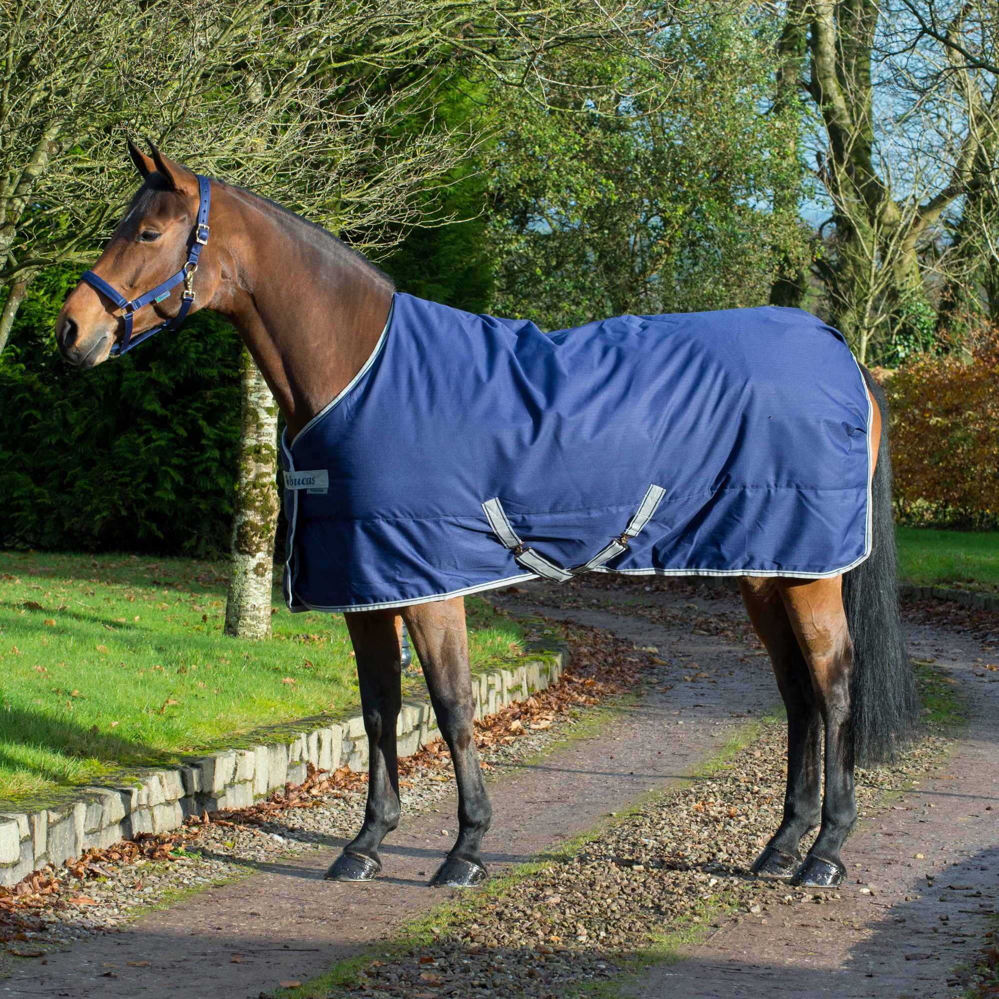 Bucas Freedom Stable