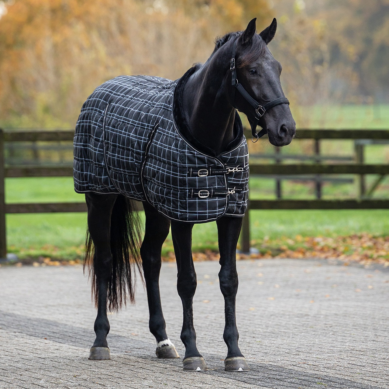 QHP Luxury Stable Rug 250 g