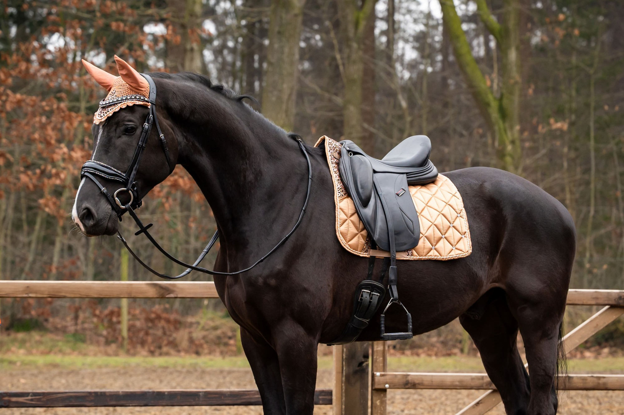 HB Showtime Saddle Pad Rio Collection