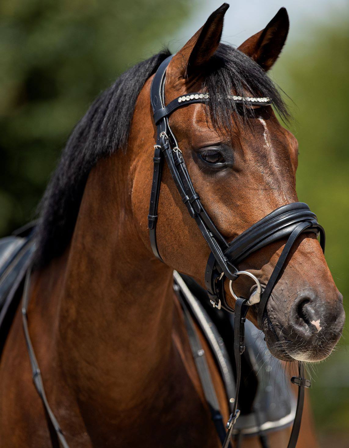 HB Showtime Bridle Very soft