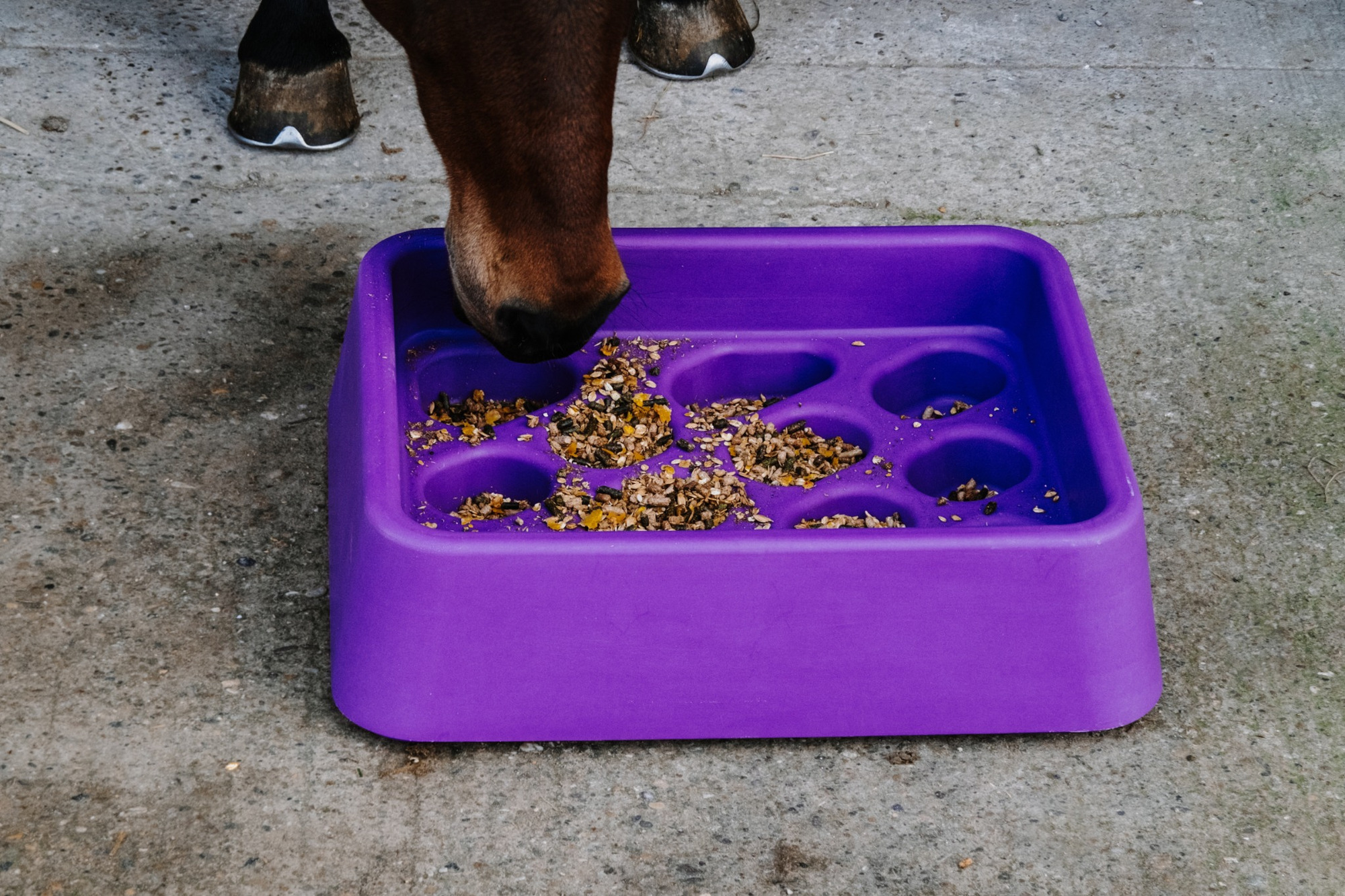 Hippo-Tonic Slow Feeder Bowl