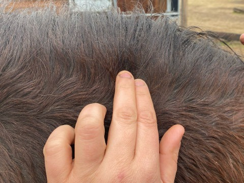 Animaderm Derfen Clear
