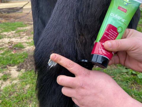 Animaderm Cutene Cream