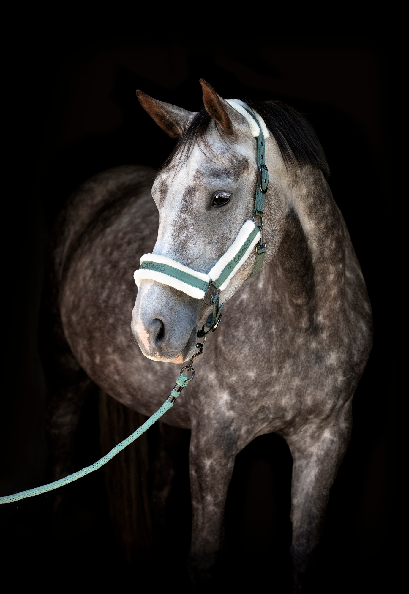 Catago SS26 Logi Headcollar