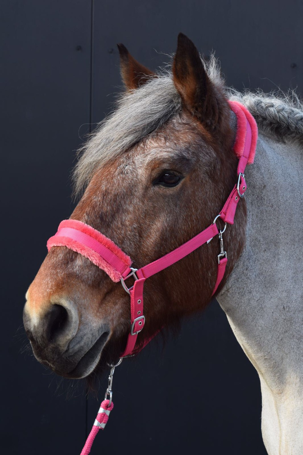 HB Teddy Halter XX-Full
