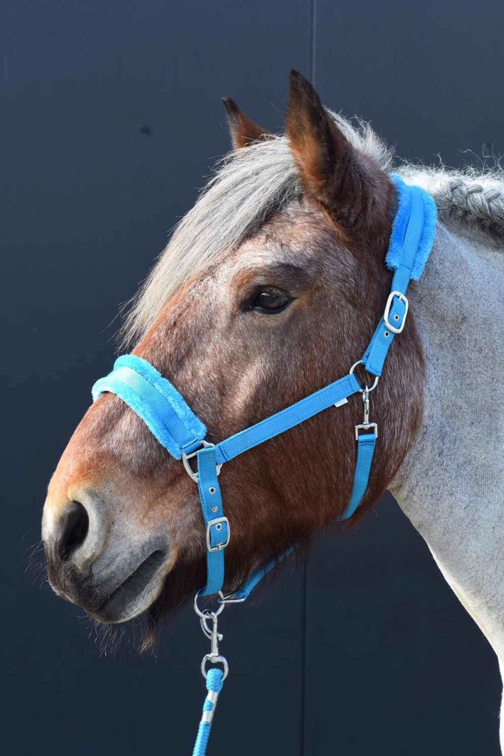 HB Teddy Halter XX-Full